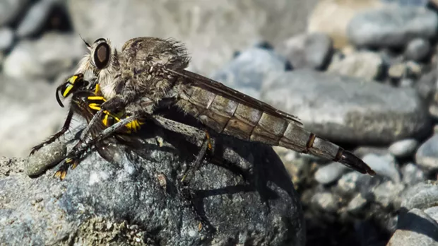A giant robber fly dines on a yellowjacket taken on the wing. - PHOTO BY ANTHONY WESTKAMPER