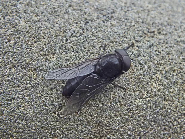 A horse fly. - PHOTO BY ANTHONY WESTKAMPER