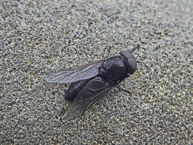 A horse fly. - PHOTO BY ANTHONY WESTKAMPER