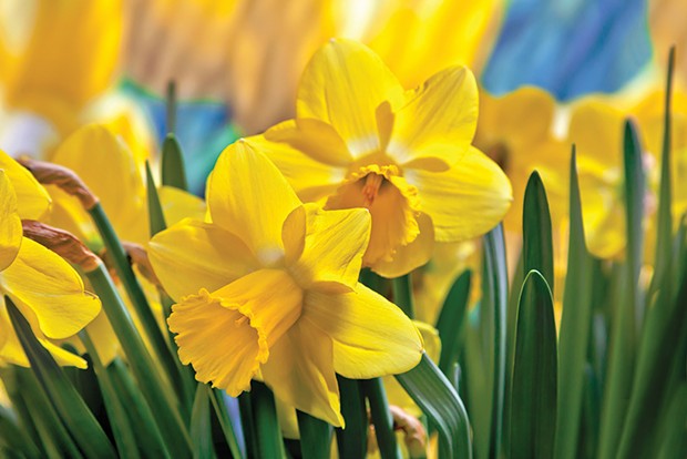 Daffy for daffodils - SHUTTERSTOCK