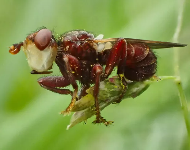 Thick headed fly killed by fungus. - PHOTO BY ANTHONY WESTKAMPER