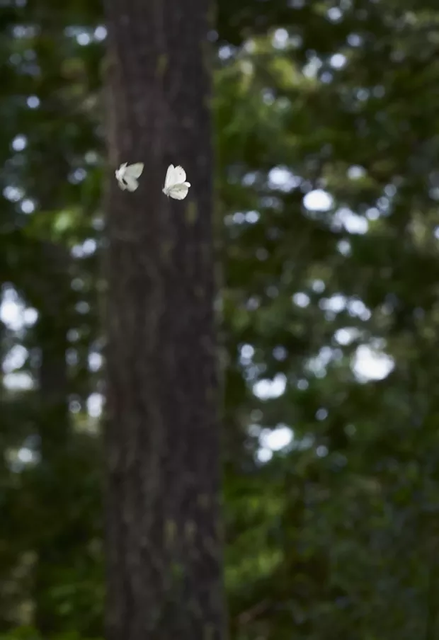 Margined white butterfly in hot pursuit. - PHOTO BY ANTHONY WESTKAMPER