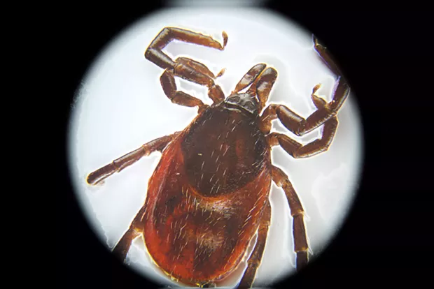 A very dead tick. Look out for the live ones. - PHOTO BY ANTHONY WESTKAMPER