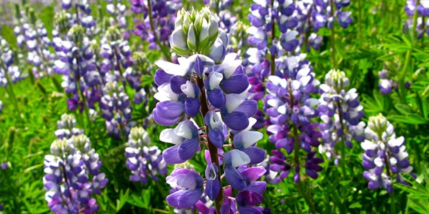 Lupine - PHOTO BY ANN WALLACE