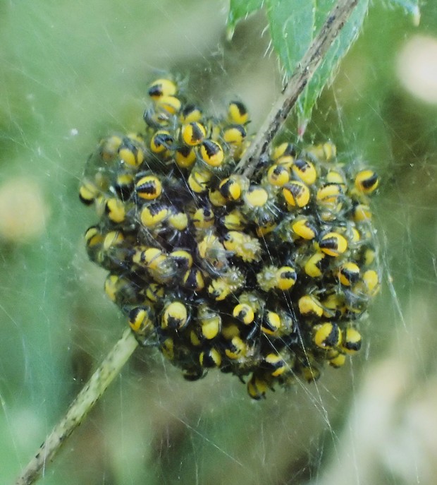 A mass of baby orb weaver spiderlings ready to protect the world. - PHOTO BY ANTHONY WESTKAMPER