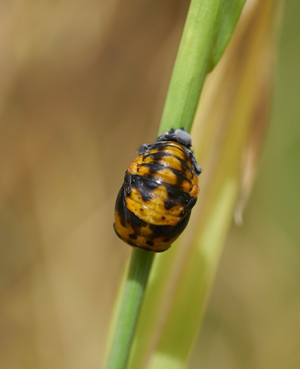 Ladybug pupa (cocoon phase). - PHOTO BY ANTHONY WESTKAMPER