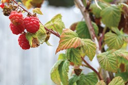 Beautiful, tasty berries are easy to grow but do even better with a little help. - PHOTO BY KATIE ROSE MCGOURTY