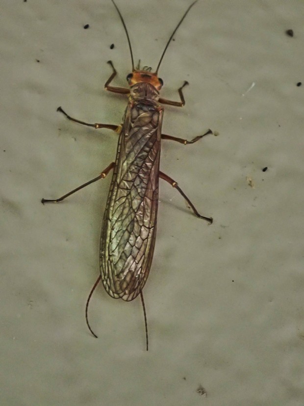 Giant Stonefly on side or public restroom at rest stop. - PHOTO BY ANTHONY WESTKAMPER