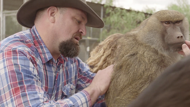 John Griffith grooms a female baboon in an episode of Wild Jobs. - VIA ANIMALPLANET.COM