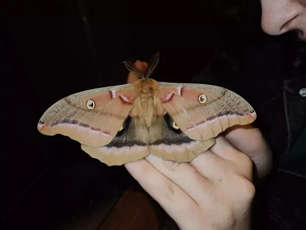 Humbug Mr Big Moth Humbug Online