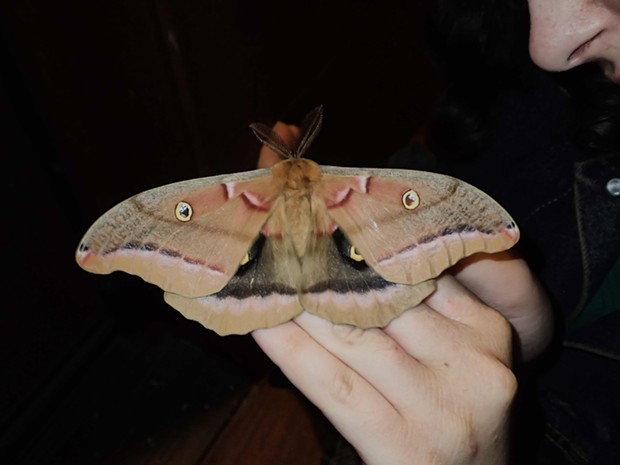 Polyphemus moth (Antheraea polyphemus), the largest moth in our area wingspan almost 6 inches. - PHOTO BY ANTHONY WESTKAMPER