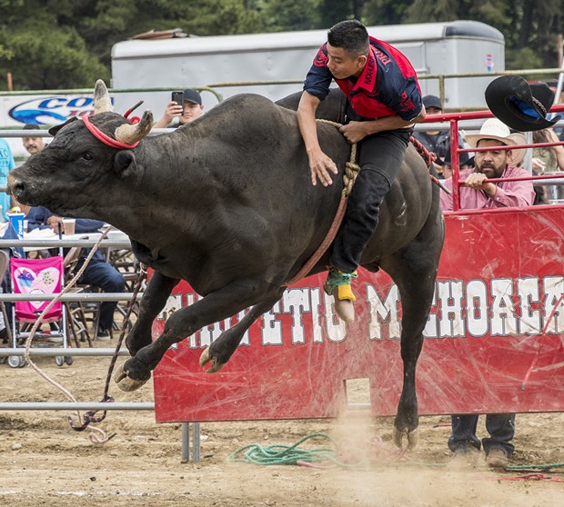 A bull rider fights to hold on at Redwood Acres Fairgrounds. - PHOTO BY MARK LARSON