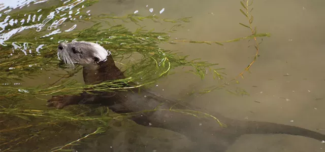Raised by Otters
