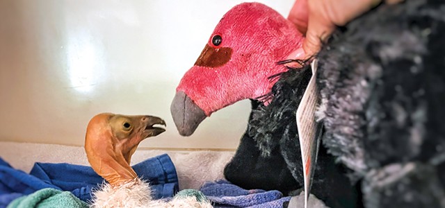 Caring for the Condors