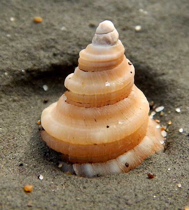 A twisty snail fossil.