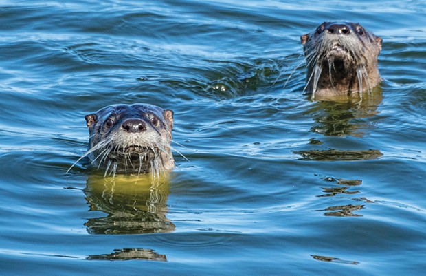 Otters popping out of the water.