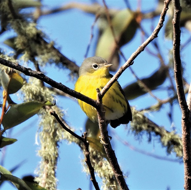 The magnolia warbler makes an appearance at the Bayshore Mall.