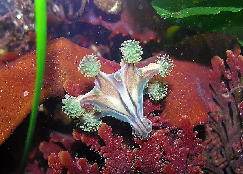 This oddball is really a jelly fish. It attaches to kelp rather than swim around like regular bell-shaped jellyfish. - PHOTOGRAPH BY MIKE, JULIE AND JEN KELLY