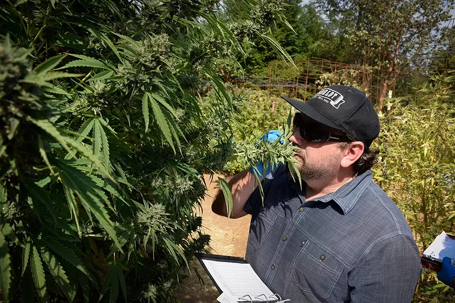 Humboldt Seed Co. founder Nat Pennington evaluating plants. - PHOTO BY THADEUS GREENSON