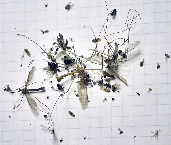 A month's worth of bugs from my kitchen light fixture. - PHOTO BY ANTHONY WESTKAMPER