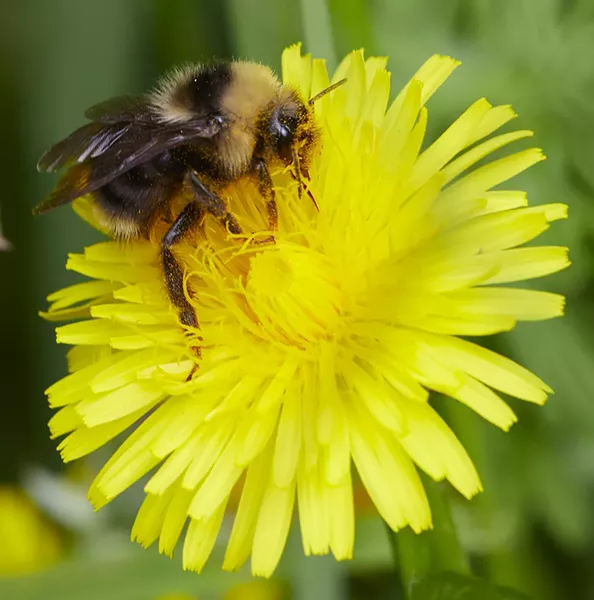 A bumblebee on a dandelion. - PHOTO BY ANTHONY WESTKAMPER