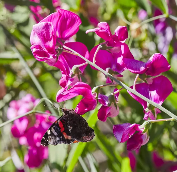 A red admiral uses an extended proboscis. - ANTHONY WESTKAMPER