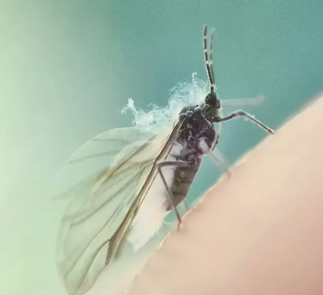 Wooly aphid on my fingertip. the "smoke" over its head is actually a cloud of fine filaments. - PHOTO BY ANTHONY WESTKAMPER