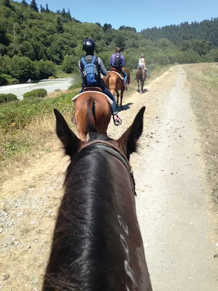 A trail ride in Redwood National Park. - PHOTO BY AMY BARNES