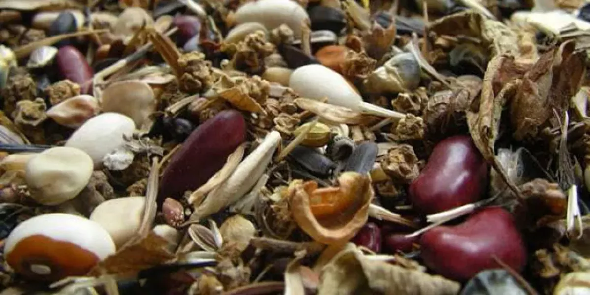 Sowing Seeds Of Sustainability Down And Dirty North Coast Journal