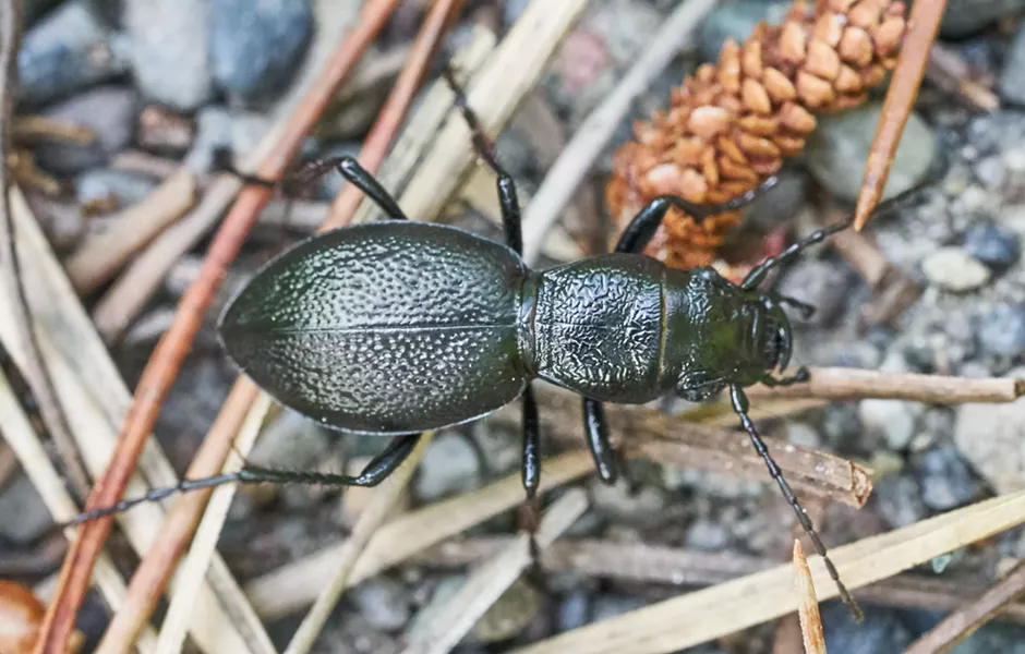 California night stalking tiger beetle from above. - ANTHONY WESTKAMPER