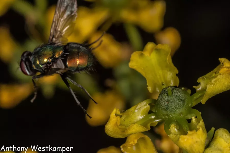 Green bottle fly. - ANTHONY WESTKAMPER