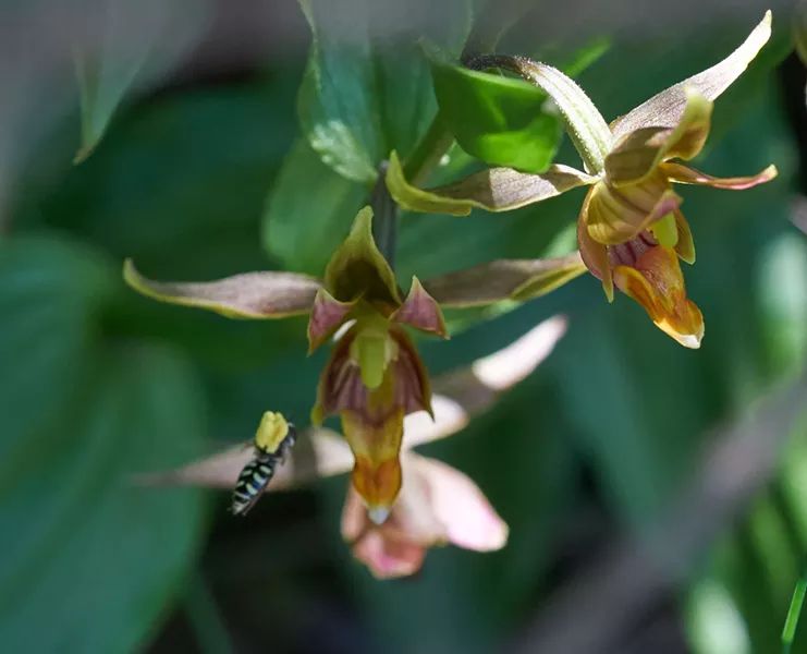Hoverfly with pollinea flying to next blossom. - ANTHONY WESTKAMPER