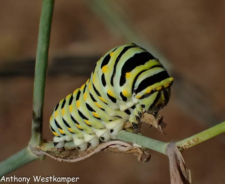 A fully grown anise swallowtail caterpillar almost as big as my little finger. - ANTHONY WESTKAMPER