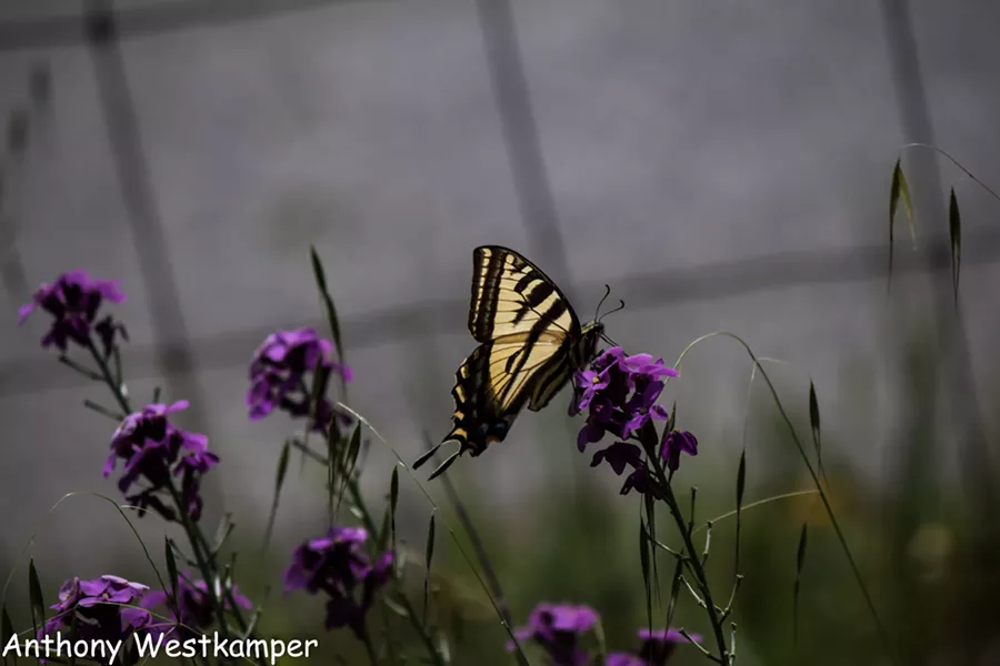 A western swallowtail on a wallflower. - ANTHONY WESTKAMPER