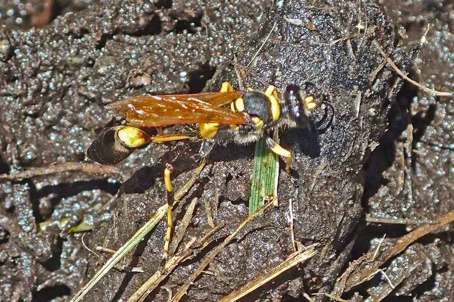 Mud dauber gathers mud for her nest. - ANTHONY WESTKAMPER