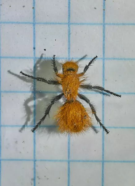 Velvet ant on 1/4-inch graph paper shows this one is 1/2 inch long. - ANTHONY WESTKAMPER