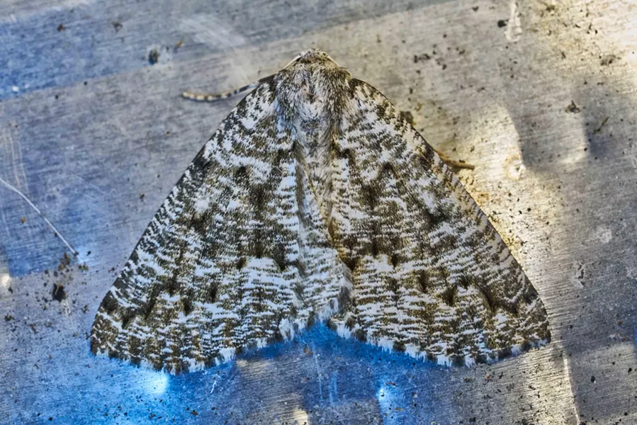 Genus Enypia... Nocturnal - ANTHONY WESTKAMPER