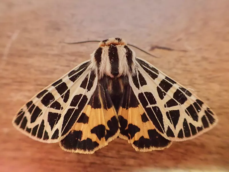 The day-flying ornate tiger moth. - ANTHONY WESTKAMPER