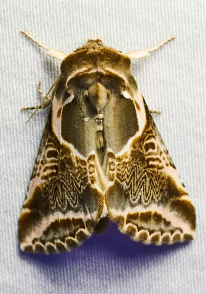 Genus Habrosyne, nocturnal. - ANTHONY WESTKAMPER