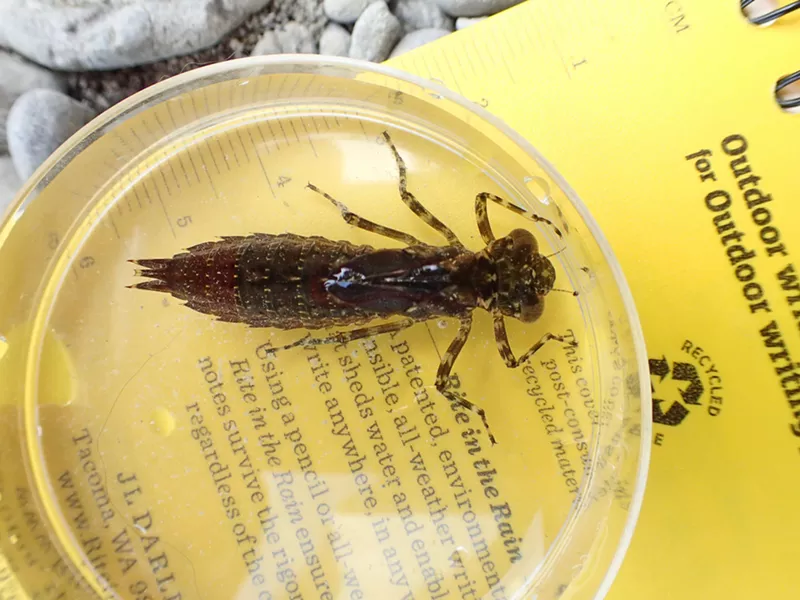 Dragonfly larva. Scale on notebook shows size. These things certainly don't look like what they'll become. - ANTHONY WESTKAMPER