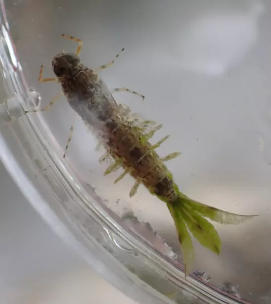 Mayfly larva in Petri dish. Its gills are sticking out from the sides and fan the water in a rippling sequence like a crowd doing the "wave" at a baseball game. Note algae growing on its tails. - ANTHONY WESTKAMPER