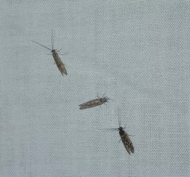 Three small caddisflies land on the light trap. - ANTHONY WESTKAMPER