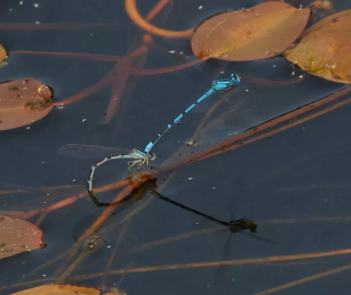 A pair of bluets laying eggs. - ANTHONY WESTKAMPER