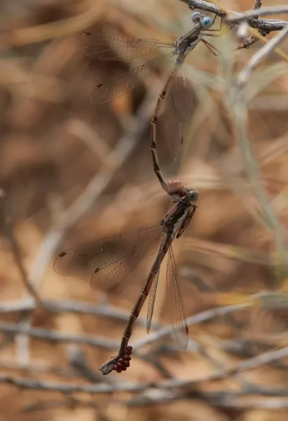 Spotted spreadwings infested with mites. - ANTHONY WESTKAMPER