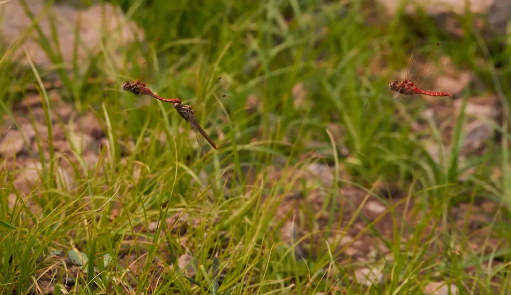 Male striped winged meadowhawk chases a mating pair. - ANTHONY WESTKAMPER