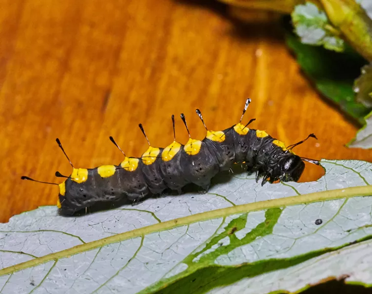 Note the setae sticking up on the back of the paddle caterpillar (Acronicta funeralis). - ANTHONY WESTKAMPER