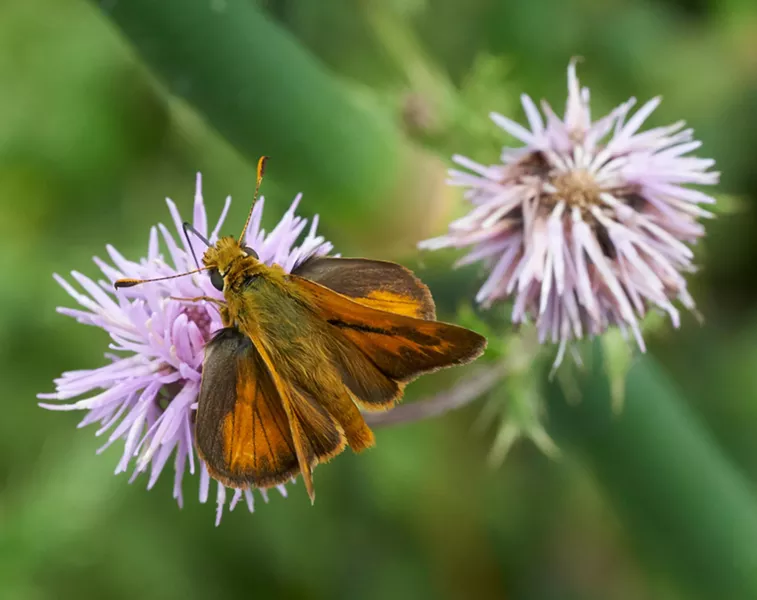 Woodland skipper. - ANTHONY WESTKAMPER