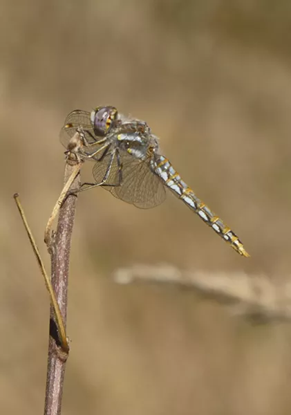 A variegated meadowhawk. - PHOTO BY ANTHONY WESTKAMPER