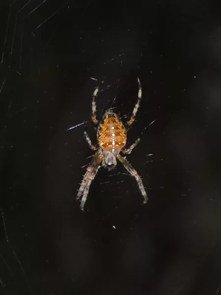 Cross orbweaver, note white spots making an inverted cross on the back of her abdomen. Its body is about 3/4 inch long. - ANTHONY WESTKAMPER