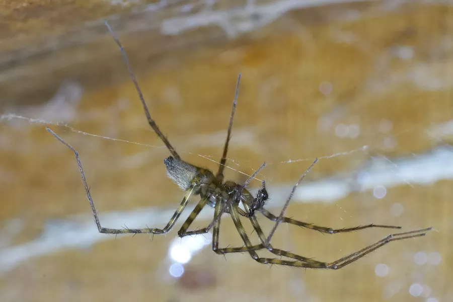 A male pimoa with a leg span of about 1.25 inches. - ANTHONY WESTKAMPER